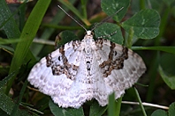 Xanthorhoe montanata